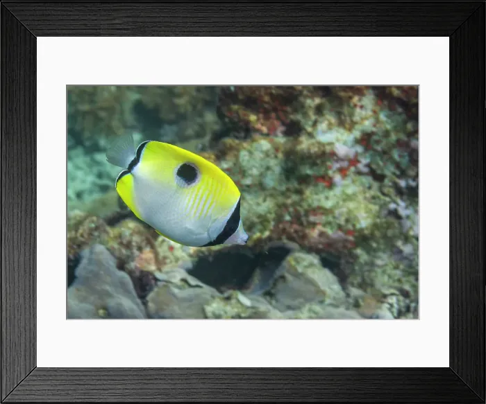 Framed Print : An adult teardrop butterflyfish (Chaetodon unimaculatus), off Bangka Island, near Manado, Sulawesi, Indonesia, Southeast Asia, Asia Framed Print : An adult teardrop butterflyfish (Chaetodon unimaculatus), off Bangka Island, near Manado, Sulawesi, Indonesia, Southeast Asia, Asia