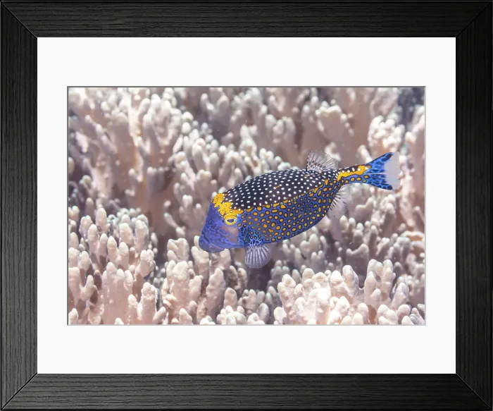 Framed Print : An adult spotted boxfish (Ostracion meleagris), off Bangka Island, near Manado, Sulawesi, Indonesia, Southeast Asia, Asia Framed Print : An adult spotted boxfish (Ostracion meleagris), off Bangka Island, near Manado, Sulawesi, Indonesia, Southeast Asia, Asia