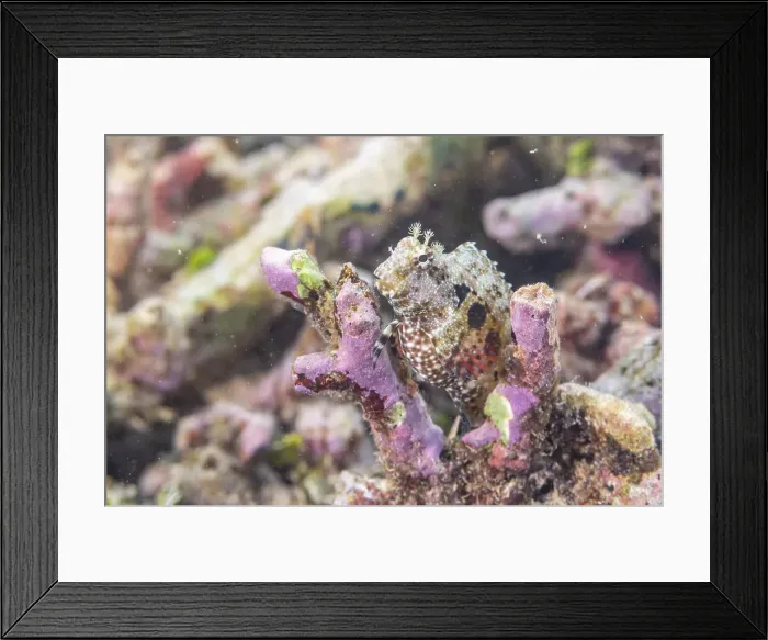 Framed Print : An adult jeweled blenny (Salarias fasciatus), off Bangka Island, near Manado, Sulawesi, Indonesia, Southeast Asia, Asia