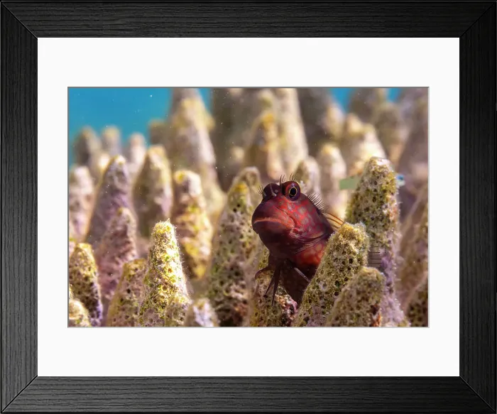Framed Print : An adult Namiyes combtooth blenny (Escenius namiyei), off Kawe Island, Raja Ampat, Indonesia, Southeast Asia, Asia