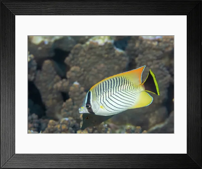 Framed Print : An adult chevron butterflyfish (Chaetodon trifascialis), off Bangka Island, near Manado, Sulawesi, Indonesia, Southeast Asia, Asia Framed Print : An adult chevron butterflyfish (Chaetodon trifascialis), off Bangka Island, near Manado, Sulawesi, Indonesia, Southeast Asia, Asia