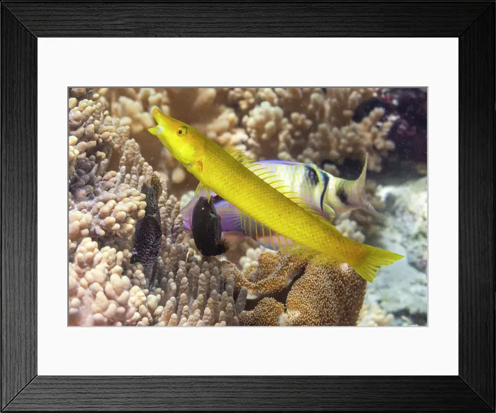 Framed Print : An adult cigar wrasse (Cheilio inermis), off Bangka Island, near Manado, Sulawesi, Indonesia, Southeast Asia, Asia Framed Print : An adult cigar wrasse (Cheilio inermis), off Bangka Island, near Manado, Sulawesi, Indonesia, Southeast Asia, Asia