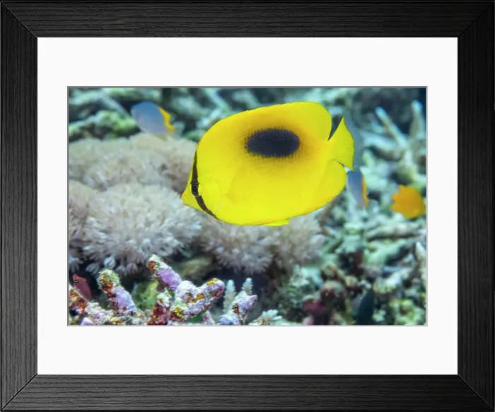 Framed Print : An adult mirror butterflyfish (Chaetodon speculum), off Kri Island, Raja Ampat, Indonesia, Southeast Asia, Asia Framed Print : An adult mirror butterflyfish (Chaetodon speculum), off Kri Island, Raja Ampat, Indonesia, Southeast Asia, Asia