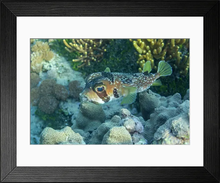 Framed Print : An adult blackblotched porcupinefish (Diodon liturosus), off Bangka Island, near Manado, Sulawesi, Indonesia, Southeast Asia, Asia Framed Print : An adult blackblotched porcupinefish (Diodon liturosus), off Bangka Island, near Manado, Sulawesi, Indonesia, Southeast Asia, Asia