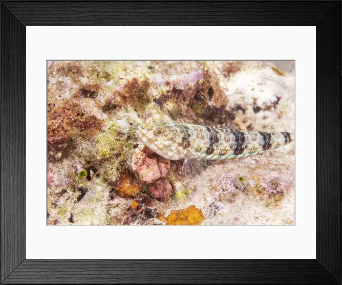 Framed Print : An adult variegated lizardfish (Synodus variegatus), off Bangka Island, near Manado, Sulawesi, Indonesia, Southeast Asia, Asia Framed Print : An adult variegated lizardfish (Synodus variegatus), off Bangka Island, near Manado, Sulawesi, Indonesia, Southeast Asia, Asia