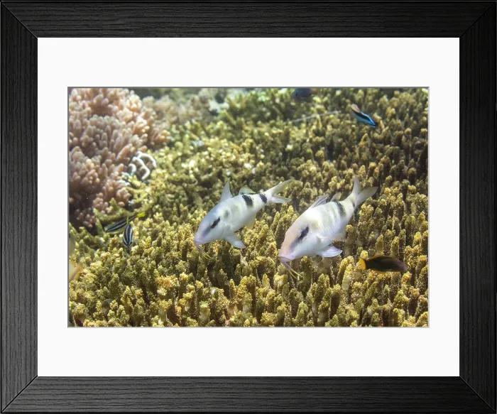 Framed Print : A pair of adult manybar goatfish (Parupeneus multifasciatus), off Bangka Island, near Manado, Sulawesi, Indonesia, Southeast Asia, Asia Framed Print : A pair of adult manybar goatfish (Parupeneus multifasciatus), off Bangka Island, near Manado, Sulawesi, Indonesia, Southeast Asia, Asia