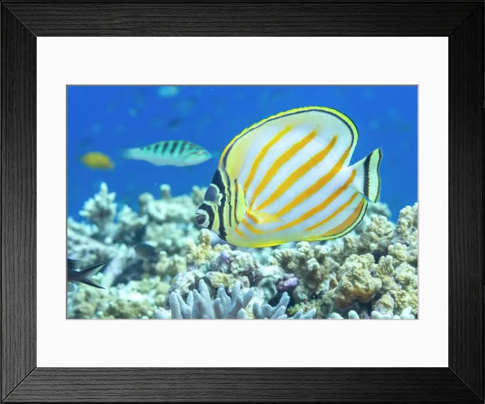 Framed Print : An adult ornate butterflyfish (Chaetodon ornatissimus), off Bangka Island, near Manado, Sulawesi, Indonesia, Southeast Asia, Asia Framed Print : An adult ornate butterflyfish (Chaetodon ornatissimus), off Bangka Island, near Manado, Sulawesi, Indonesia, Southeast Asia, Asia