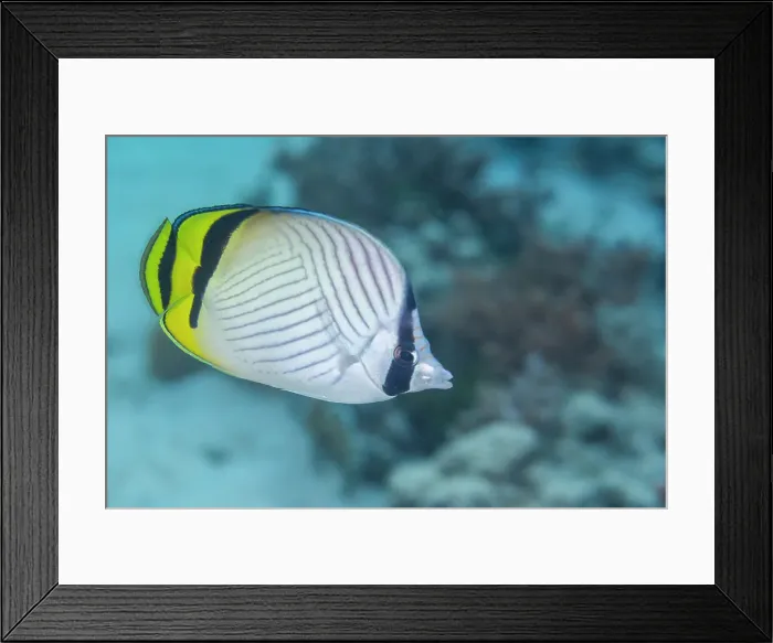 Framed Print : An adult vagabond butterflyfish (Chaetodon vagabundus), off Bangka Island, near Manado, Sulawesi, Indonesia, Southeast Asia, Asia Framed Print : An adult vagabond butterflyfish (Chaetodon vagabundus), off Bangka Island, near Manado, Sulawesi, Indonesia, Southeast Asia, Asia