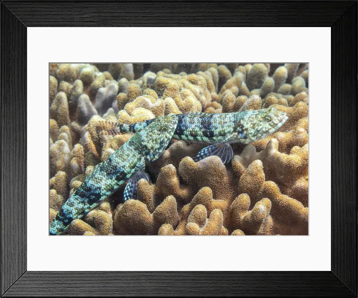 Framed Print : A pair of adult variegated lizardfish (Synodus variegatus), off Bangka Island, near Manado, Sulawesi, Indonesia, Southeast Asia, Asia Framed Print : A pair of adult variegated lizardfish (Synodus variegatus), off Bangka Island, near Manado, Sulawesi, Indonesia, Southeast Asia, Asia