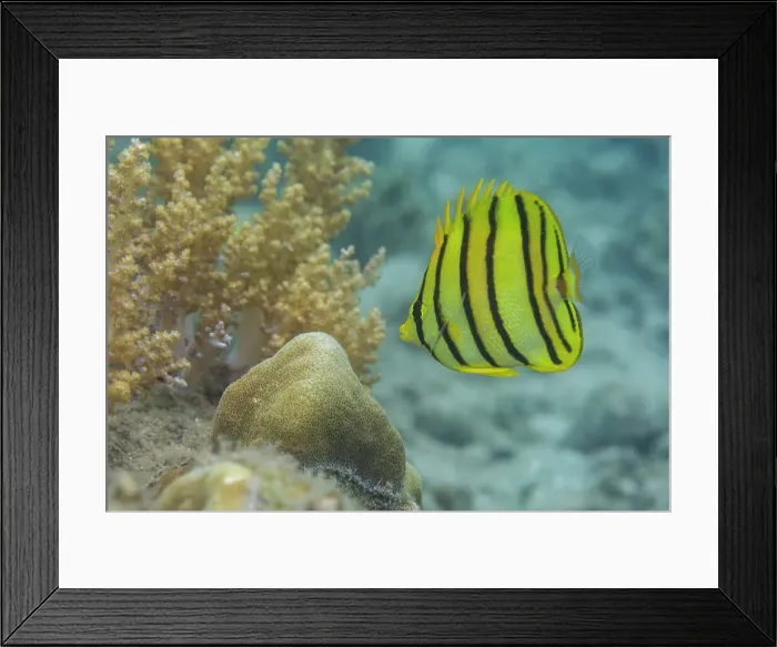 Framed Print : An adult eightband butterflyfish (Chaetodon octofasciatus), off Kawe Island, Raja Ampat, Indonesia, Southeast Asia, Asia Framed Print : An adult eightband butterflyfish (Chaetodon octofasciatus), off Kawe Island, Raja Ampat, Indonesia, Southeast Asia, Asia