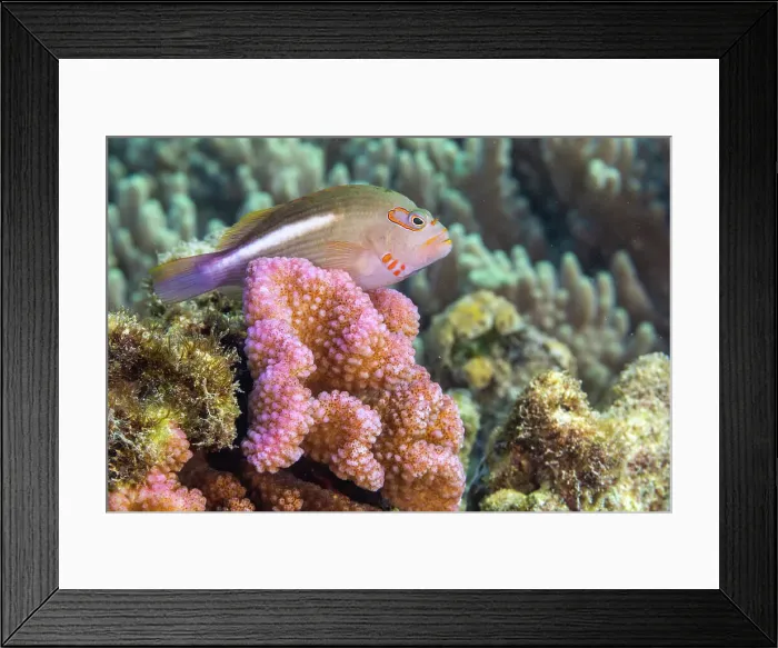Framed Print : An adult arc-eye Hawkfish (Paracirrhites arcatus), off Bangka Island, near Manado, Sulawesi, Indonesia, Southeast Asia, Asia Framed Print : An adult arc-eye Hawkfish (Paracirrhites arcatus), off Bangka Island, near Manado, Sulawesi, Indonesia, Southeast Asia, Asia