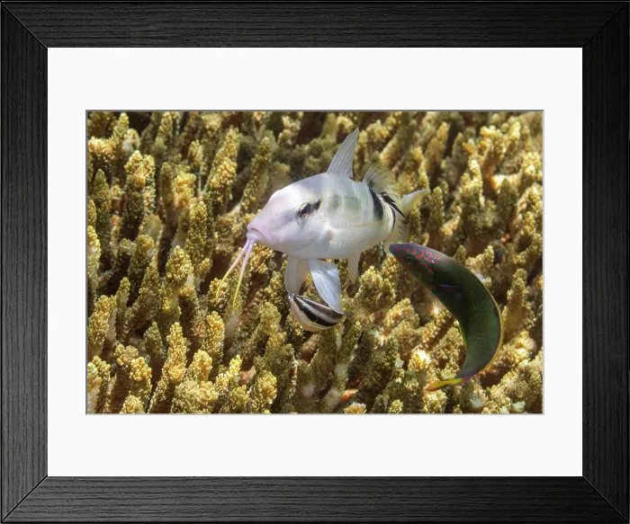 Framed Print : Abundant marine life in the clear waters off Bangka Island, near Manado, Sulawesi, Indonesia, Southeast Asia, Asia Framed Print : Abundant marine life in the clear waters off Bangka Island, near Manado, Sulawesi, Indonesia, Southeast Asia, Asia