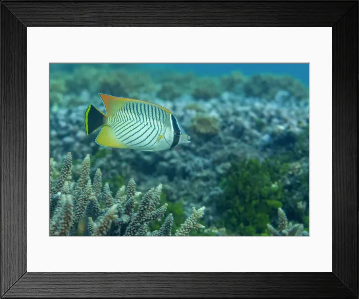 Framed Print : An adult chevron butterflyfish (Chaetodon trifascialis), off Bangka Island, near Manado, Sulawesi, Indonesia, Southeast Asia, Asia Framed Print : An adult chevron butterflyfish (Chaetodon trifascialis), off Bangka Island, near Manado, Sulawesi, Indonesia, Southeast Asia, Asia