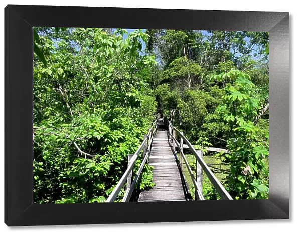 Boardwalk in the flooded forest along the Rio Negro, Manaus, Amazonia State, Brazil, South America