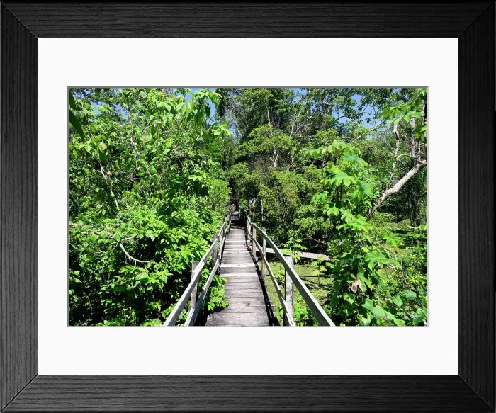 Framed Print : Boardwalk in the flooded forest along the Rio Negro, Manaus, Amazonia State, Brazil, South America Framed Print : Boardwalk in the flooded forest along the Rio Negro, Manaus, Amazonia State, Brazil, South America