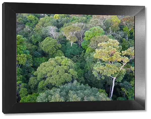 View over the canopy of the Adolpho Ducke Forest Reserve, Manaus, Amazonia State, Brazil, South America