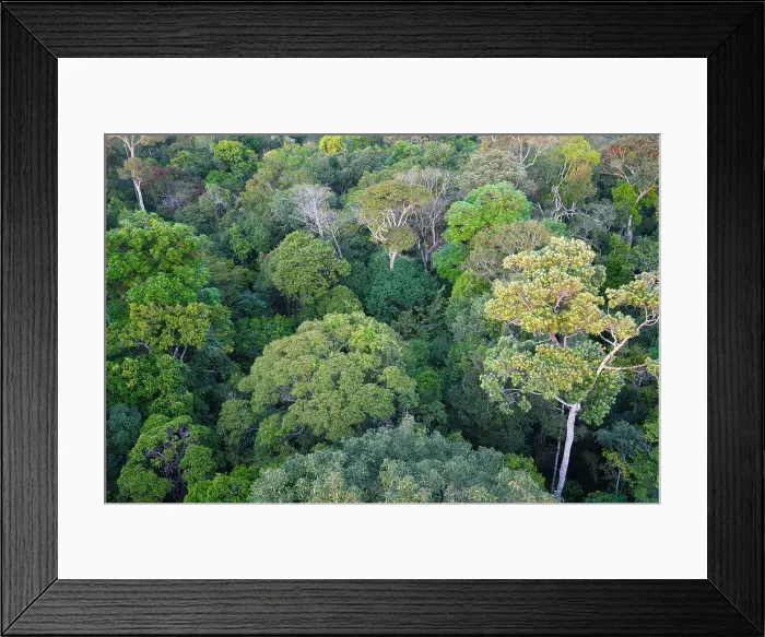 Framed Print : View over the canopy of the Adolpho Ducke Forest Reserve, Manaus, Amazonia State, Brazil, South America Framed Print : View over the canopy of the Adolpho Ducke Forest Reserve, Manaus, Amazonia State, Brazil, South America