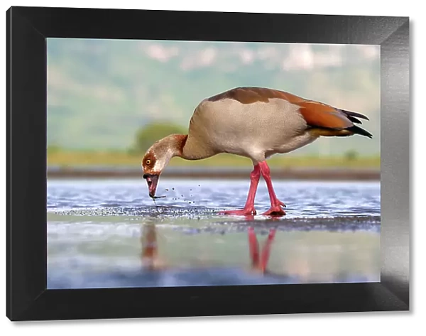 Egyptian goose (Alopochen aegyptiaca) in a pond, Kwazulu Natal Province, South Africa, Africa