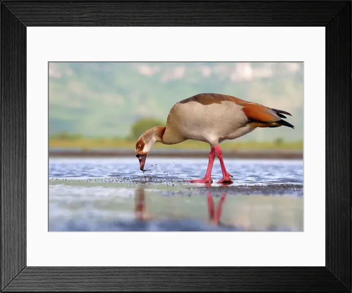 Framed Print : Egyptian goose (Alopochen aegyptiaca) in a pond, Kwazulu Natal Province, South Africa, Africa Framed Print : Egyptian goose (Alopochen aegyptiaca) in a pond, Kwazulu Natal Province, South Africa, Africa