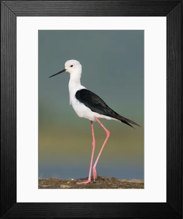 Framed Print : Black-winged stilt (Himantopus himantopus), Kwazulu Natal Province, South Africa, Africa Framed Print : Black-winged stilt (Himantopus himantopus), Kwazulu Natal Province, South Africa, Africa