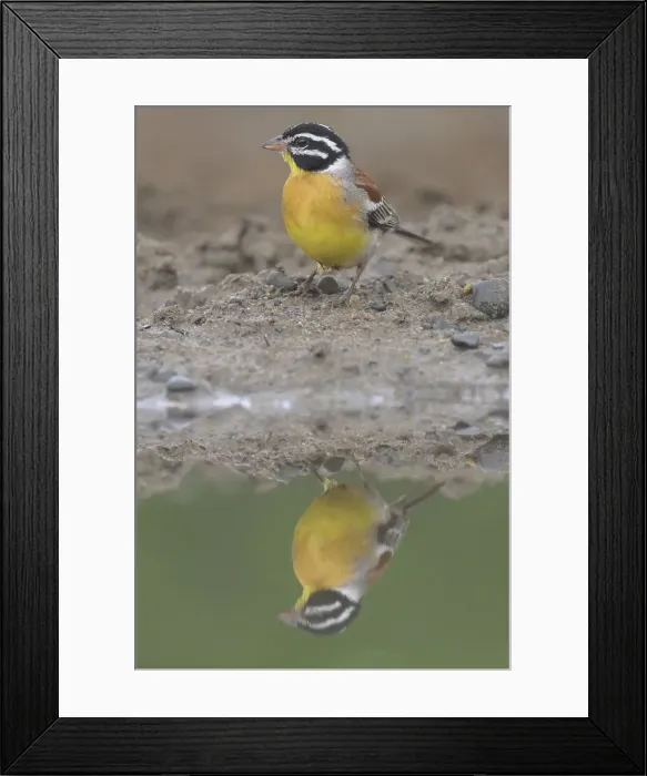 Framed Print : Golden-breasted bunting (Emberiza flaviventris) reflecting in Pond, Kwazulu Natal Province, South Africa, Africa