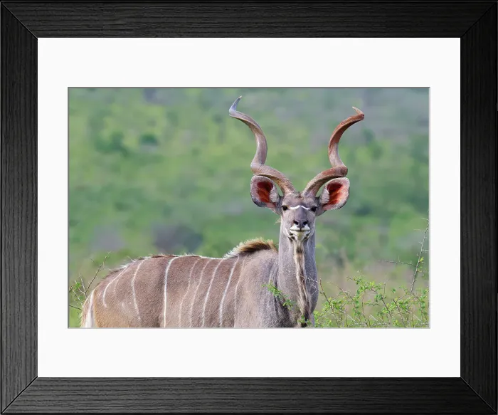 Framed Print : Male Greater kudu (Tragelaphus strepsiceros) in the savannah, Kwazulu Natal Province, South Africa, Africa Framed Print : Male Greater kudu (Tragelaphus strepsiceros) in the savannah, Kwazulu Natal Province, South Africa, Africa