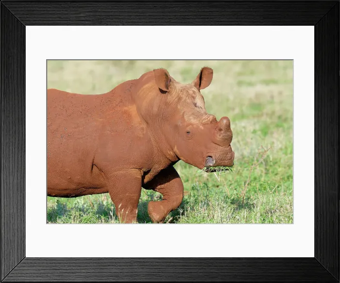 Framed Print : White rhinoceros (white rhino) (square-lipped rhinoceros) (Ceratotherium simum) covered with red soil, Kwazulu Natal Province, South Africa, Africa Framed Print : White rhinoceros (white rhino) (square-lipped rhinoceros) (Ceratotherium simum) covered with red soil, Kwazulu Natal Province, South Africa, Africa