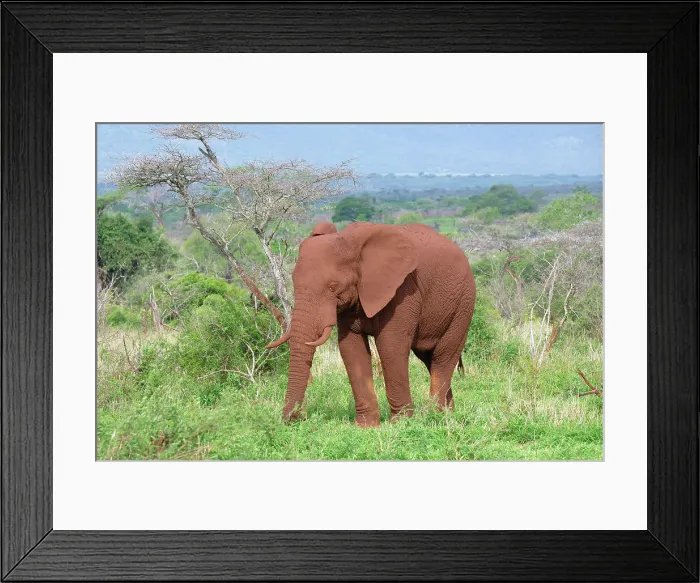 Framed Print : African bush elephant (Loxodonta africana) covered with red soil walking in the savannah, Kwazulu Natal Province, South Africa, Africa Framed Print : African bush elephant (Loxodonta africana) covered with red soil walking in the savannah, Kwazulu Natal Province, South Africa, Africa