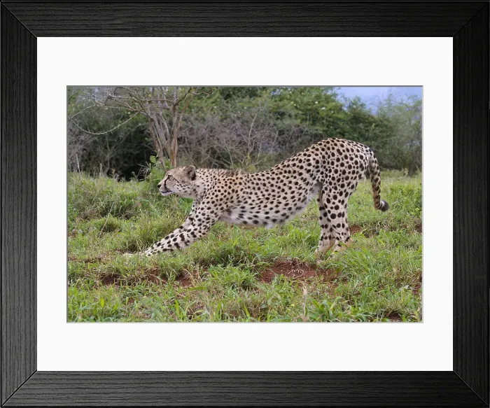 Framed Print : Young Southeast African cheetah (Acinonyx jubatus jubatus) stretching in the savannah, Kwazulu Natal Province, South Africa, Africa