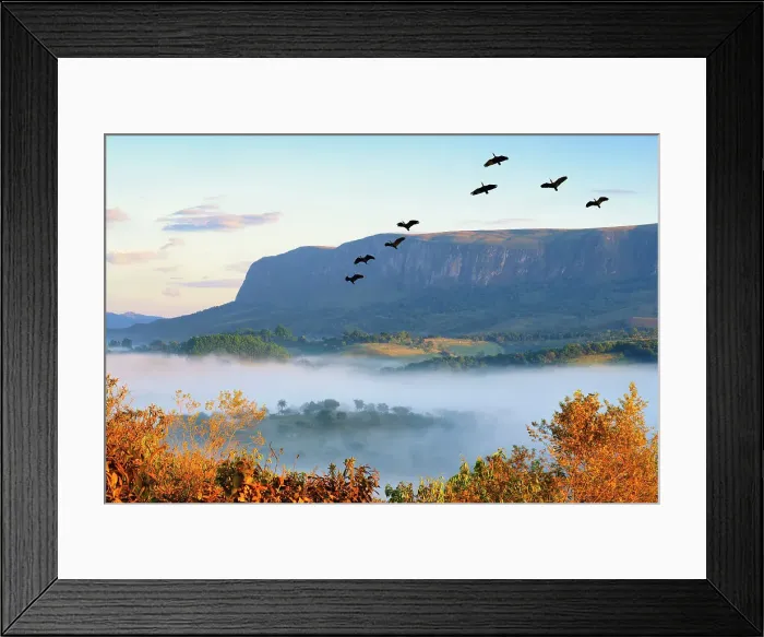 Framed Print : Flock of Bare-faced Ibis (Phimosus infuscatus) flying over Serra da Canastra Mountains, Minas Gerais state, Brazil, South America Framed Print : Flock of Bare-faced Ibis (Phimosus infuscatus) flying over Serra da Canastra Mountains, Minas Gerais state, Brazil, South America