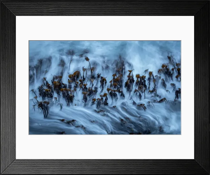 Framed Print : Kelp swaying with the tide at dusk, Faroe Islands, Denmark, Europe Framed Print : Kelp swaying with the tide at dusk, Faroe Islands, Denmark, Europe
