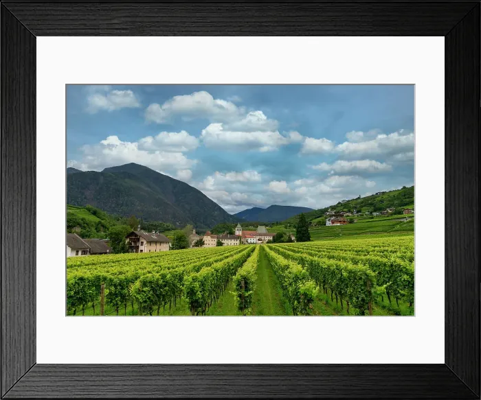 Framed Print : Vineyard around Neustift convent, in summer. Neustift Convent, Brixen, South Tyrol, Italy, Europe Framed Print : Vineyard around Neustift convent, in summer. Neustift Convent, Brixen, South Tyrol, Italy, Europe