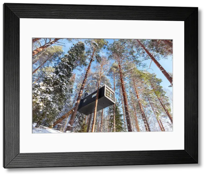 Framed Print : Cutting-edge accommodation inside a snow covered forest with tall trees covered with snow in Swedish Lapland, Tree hotel, Harads, Lapland, Sweden, Scandinavia, Europe Framed Print : Cutting-edge accommodation inside a snow covered forest with tall trees covered with snow in Swedish Lapland, Tree hotel, Harads, Lapland, Sweden, Scandinavia, Europe
