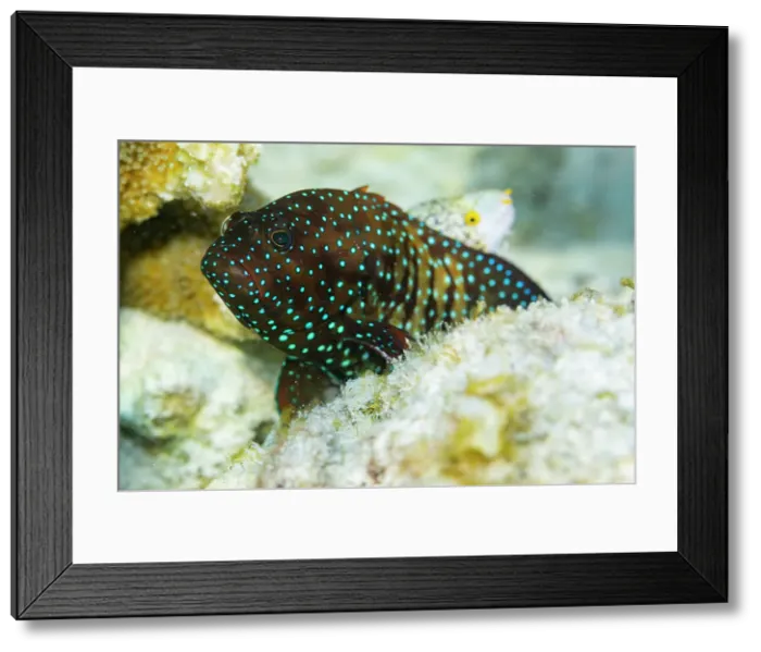 Framed Print : An adult bluespotted grouper (Cephalopholis cyanostigma), off the reef on Kawe Island, Raja Ampat, Indonesia, Southeast Asia Framed Print : An adult bluespotted grouper (Cephalopholis cyanostigma), off the reef on Kawe Island, Raja Ampat, Indonesia, Southeast Asia