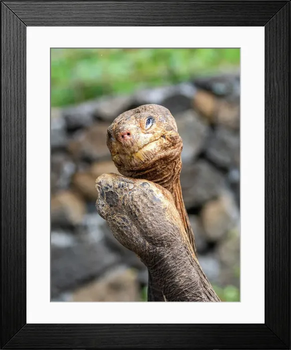 Framed Print : Captive Galapagos giant tortoises (Chelonoidis spp), Charles Darwin Research Station, Santa Cruz Island, Galapagos Islands, UNESCO World Heritage Site, Ecuador, South America Framed Print : Captive Galapagos giant tortoises (Chelonoidis spp), Charles Darwin Research Station, Santa Cruz Island, Galapagos Islands, UNESCO World Heritage Site, Ecuador, South America