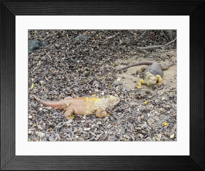 Framed Print : A pair of adult Galapagos land iguanas (Conolophus subcristatus), basking in Urbina Bay, Galapagos Islands, UNESCO World Heritage Site, Ecuador, South America