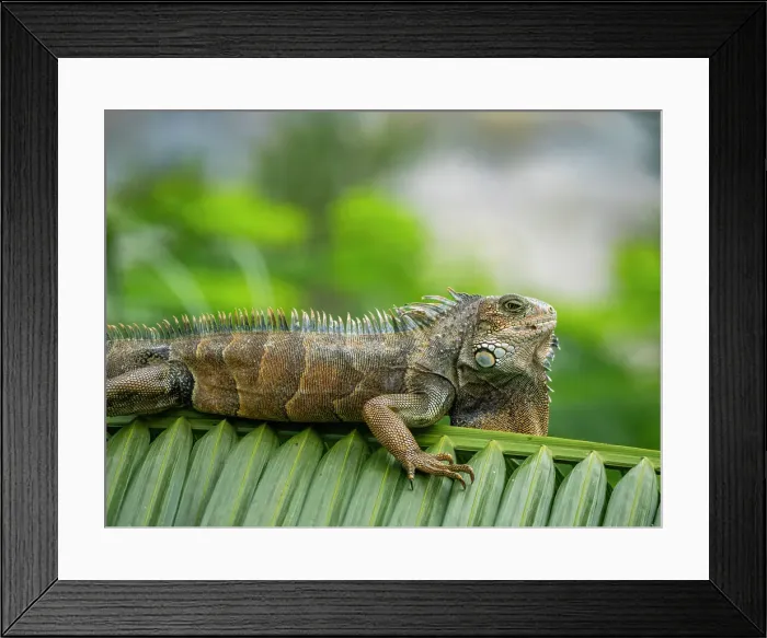 Framed Print : An adult male green Iguana (Iguana iguana), basking in the sun at the airport in Guayaquil, Ecuador, South America Framed Print : An adult male green Iguana (Iguana iguana), basking in the sun at the airport in Guayaquil, Ecuador, South America