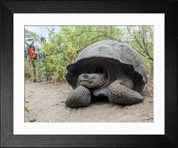 Framed Print : Wild Galapagos giant tortoise (Chelonoidis spp), found in Urbina Bay, Isabela Island, Galapagos Islands, UNESCO World Heritage Site, Ecuador, South America Framed Print : Wild Galapagos giant tortoise (Chelonoidis spp), found in Urbina Bay, Isabela Island, Galapagos Islands, UNESCO World Heritage Site, Ecuador, South America