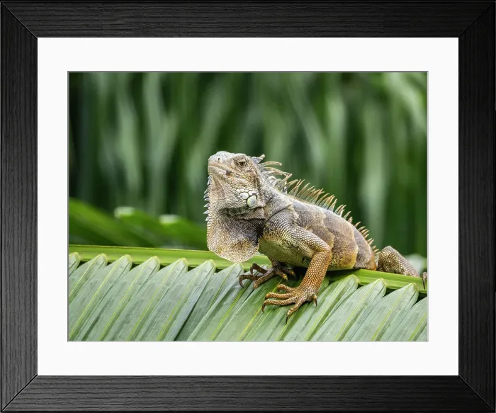 Framed Print : An adult male green Iguana (Iguana iguana), basking in the sun at the airport in Guayaquil, Ecuador, South America Framed Print : An adult male green Iguana (Iguana iguana), basking in the sun at the airport in Guayaquil, Ecuador, South America