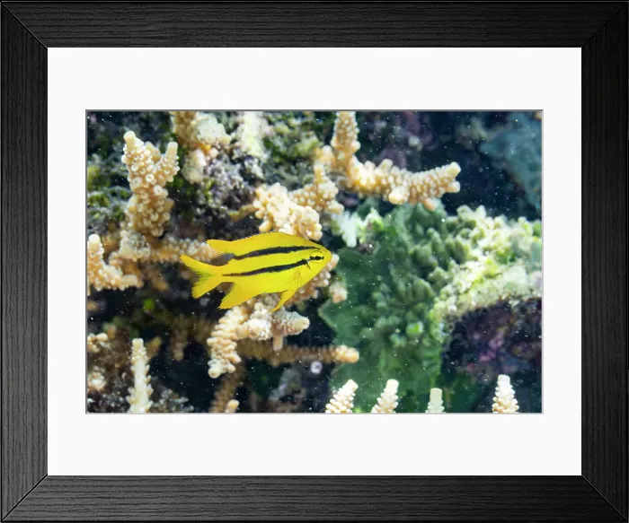 Framed Print : A juvenile Indo-Pacific yellowtail damsel (Neoglyphidodon nigroris), on the reef off Bangka Island, Indonesia, Southeast Asia Framed Print : A juvenile Indo-Pacific yellowtail damsel (Neoglyphidodon nigroris), on the reef off Bangka Island, Indonesia, Southeast Asia