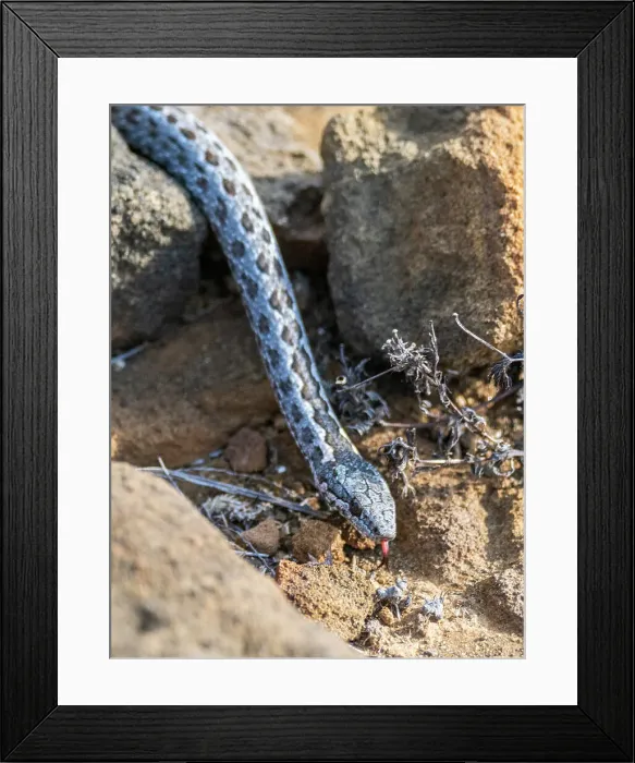 Framed Print : An adult Galapagos racer (Pseudalsophis biserialis), at Punta Pitt, San Cristobal Island, Galapagos Islands, UNESCO World Heritage Site, Ecuador, South America Framed Print : An adult Galapagos racer (Pseudalsophis biserialis), at Punta Pitt, San Cristobal Island, Galapagos Islands, UNESCO World Heritage Site, Ecuador, South America