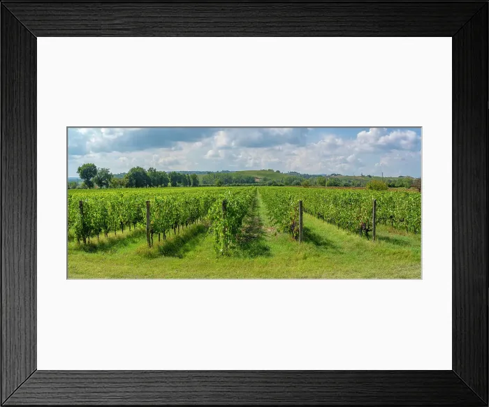 Framed Print : View of vineyard and Tuscan landscape near Pontedera, Province of Pisa, Tuscany, Italy, Europe Framed Print : View of vineyard and Tuscan landscape near Pontedera, Province of Pisa, Tuscany, Italy, Europe