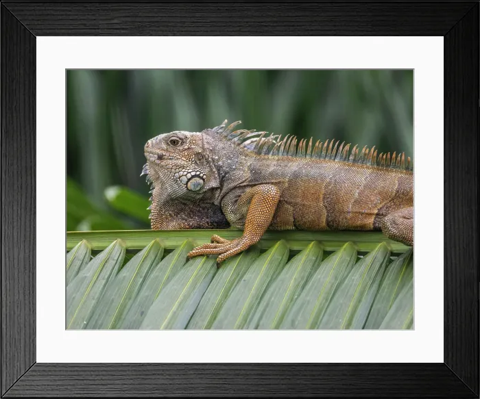 Framed Print : An adult male green Iguana (Iguana iguana), basking in the sun at the airport in Guayaquil, Ecuador, South America Framed Print : An adult male green Iguana (Iguana iguana), basking in the sun at the airport in Guayaquil, Ecuador, South America