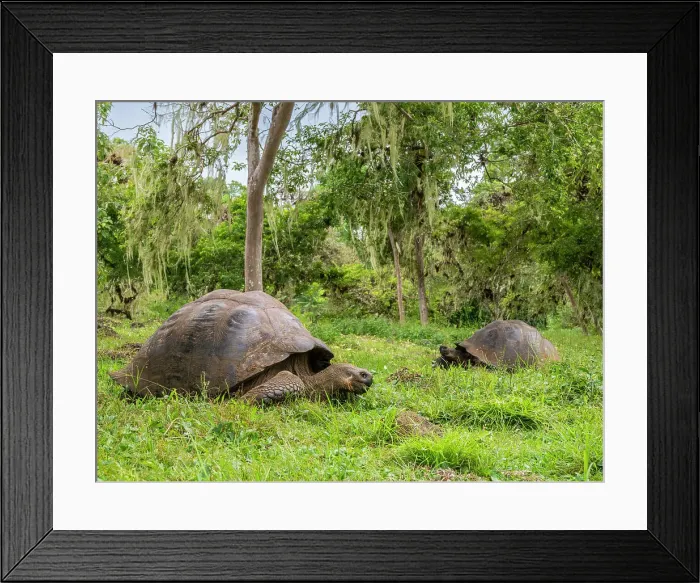 Framed Print : Wild Galapagos giant tortoises (Chelonoidis spp), found in Rancho Manzanillo, Santa Cruz Island, Galapagos Islands, UNESCO World Heritage Site, Ecuador, South America