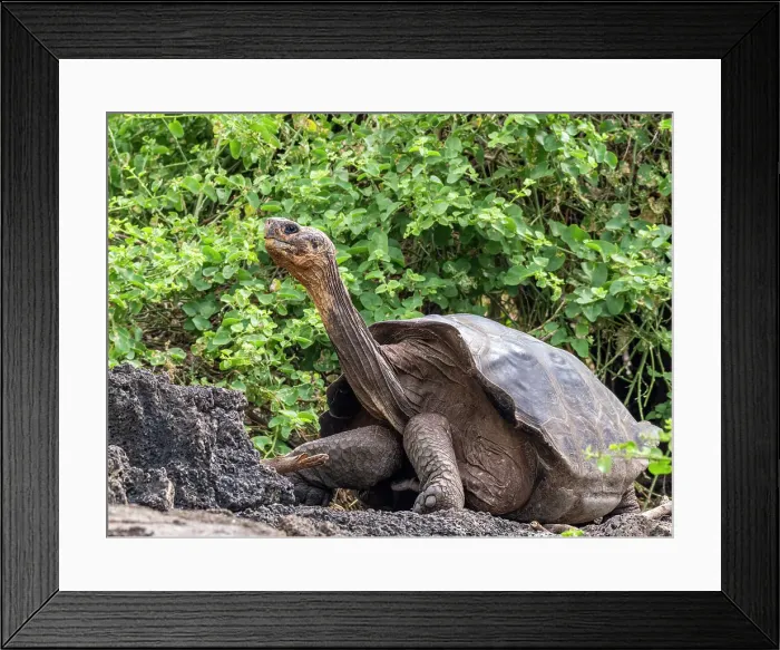 Framed Print : Captive Galapagos giant tortoise (Chelonoidis spp), Charles Darwin Research Station, Santa Cruz Island, Galapagos Islands, UNESCO World Heritage Site, Ecuador, South America Framed Print : Captive Galapagos giant tortoise (Chelonoidis spp), Charles Darwin Research Station, Santa Cruz Island, Galapagos Islands, UNESCO World Heritage Site, Ecuador, South America
