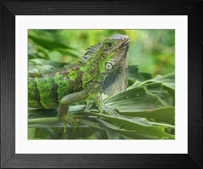Framed Print : An adult male green Iguana (Iguana iguana), head bobbing in the sun at the airport in Guayaquil, Ecuador, South America Framed Print : An adult male green Iguana (Iguana iguana), head bobbing in the sun at the airport in Guayaquil, Ecuador, South America