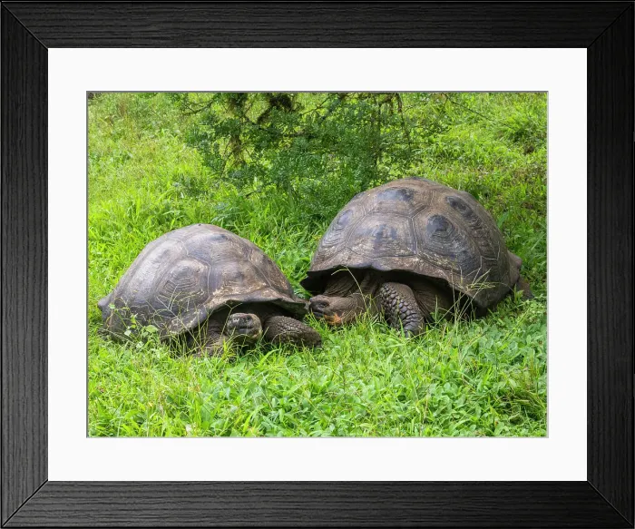 Framed Print : Wild Galapagos giant tortoises (Chelonoidis spp), found in Rancho Manzanillo, Santa Cruz Island, Galapagos Islands, UNESCO World Heritage Site, Ecuador, South America Framed Print : Wild Galapagos giant tortoises (Chelonoidis spp), found in Rancho Manzanillo, Santa Cruz Island, Galapagos Islands, UNESCO World Heritage Site, Ecuador, South America