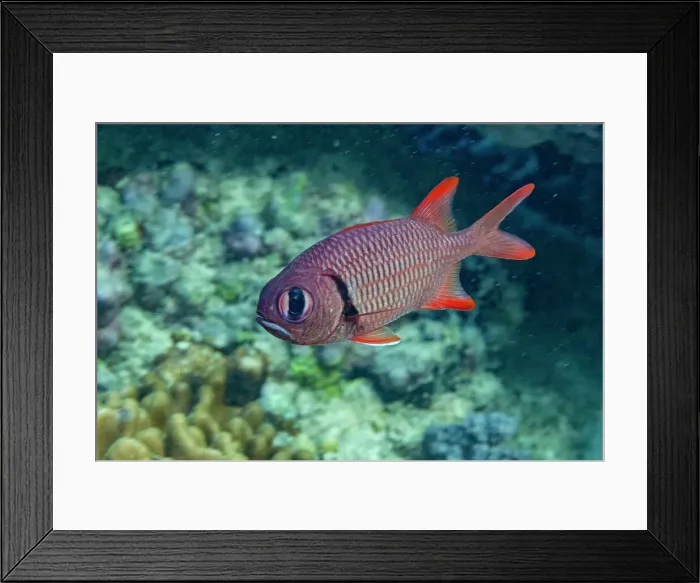 Framed Print : An adult soldierfish (Myripristis spp), off the reef on Kawe Island, Raja Ampat, Indonesia, Southeast Asia Framed Print : An adult soldierfish (Myripristis spp), off the reef on Kawe Island, Raja Ampat, Indonesia, Southeast Asia
