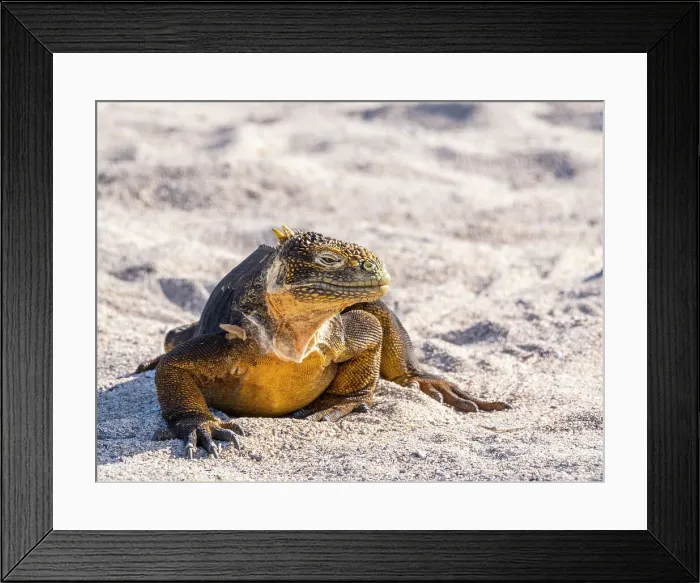 Framed Print : An adult Galapagos land iguana (Conolophus subcristatus), basking on North Seymour Island, Galapagos Islands, UNESCO World Heritage Site, Ecuador, South America Framed Print : An adult Galapagos land iguana (Conolophus subcristatus), basking on North Seymour Island, Galapagos Islands, UNESCO World Heritage Site, Ecuador, South America