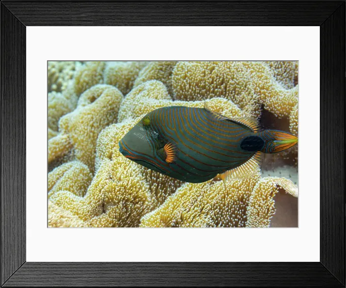 Framed Print : An adult orangestripe triggerfish (Balistapus undulatus), off the reef on Wohof Island, Raja Ampat, Indonesia, Southeast Asia Framed Print : An adult orangestripe triggerfish (Balistapus undulatus), off the reef on Wohof Island, Raja Ampat, Indonesia, Southeast Asia